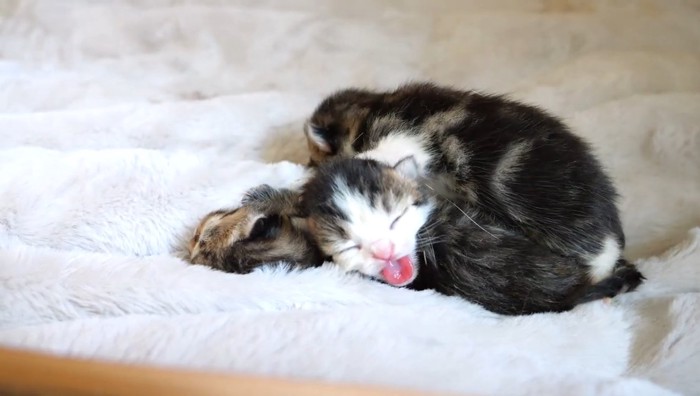 赤ちゃん猫のあくび