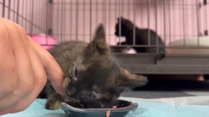 グッチさんを甘噛み