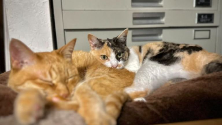 寝ている猫たち