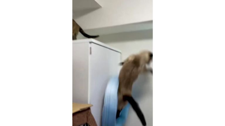 キャビネットの上の猫