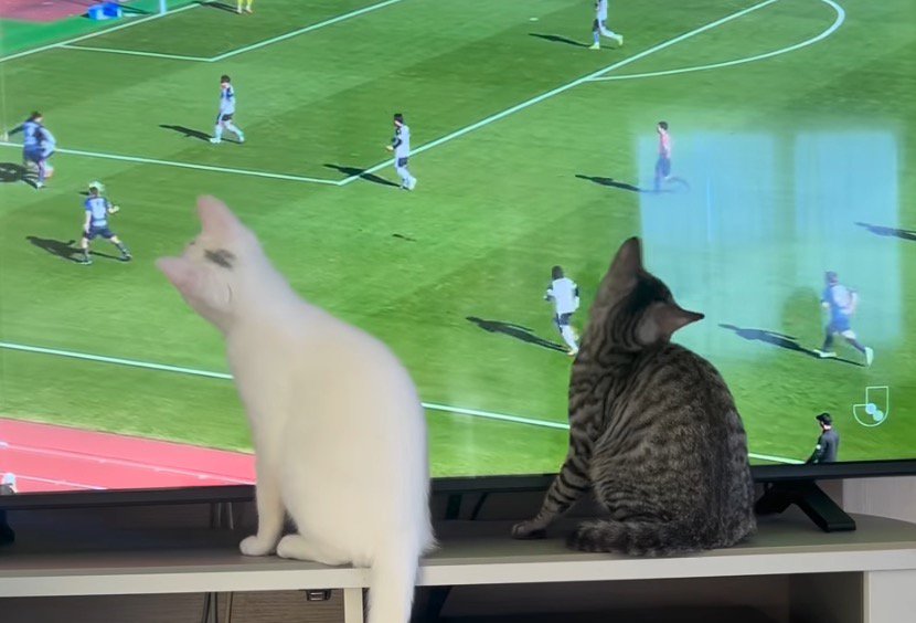 画面の中を動く選手を見つめる猫たち