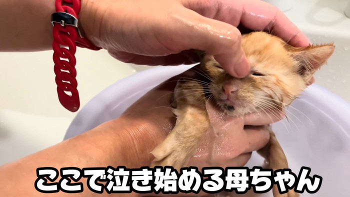 顔を洗われる子猫