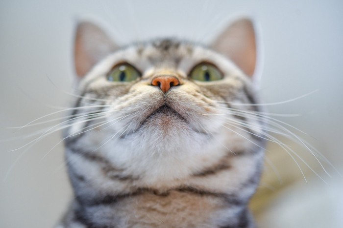 ぷっくりマズルの猫