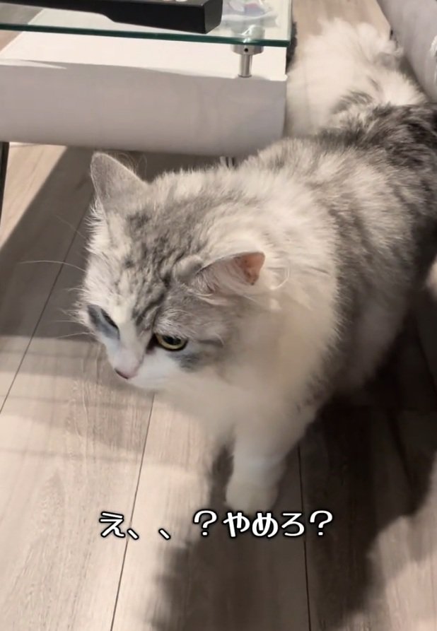 前を向く猫