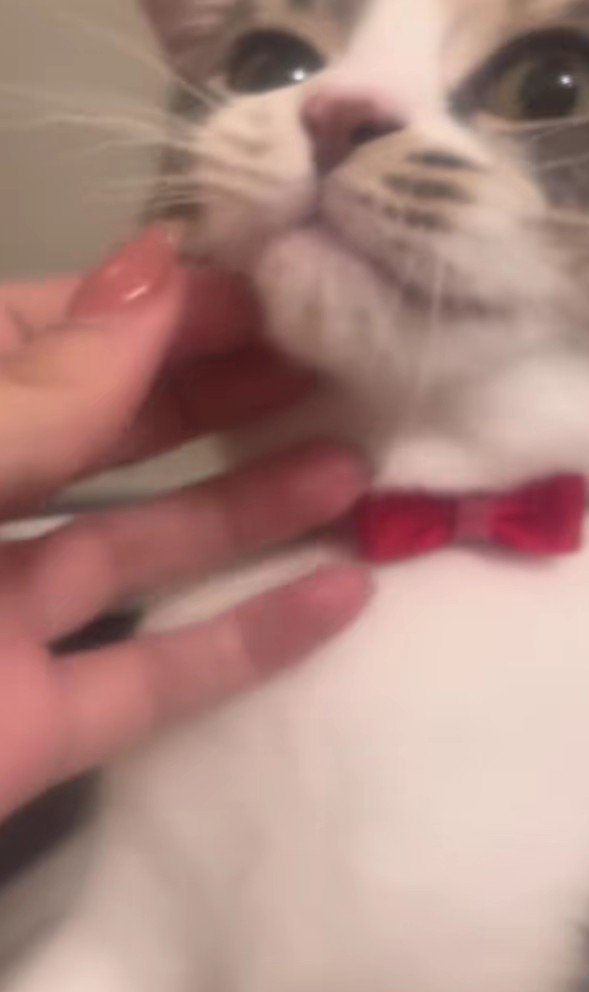 なでられている猫