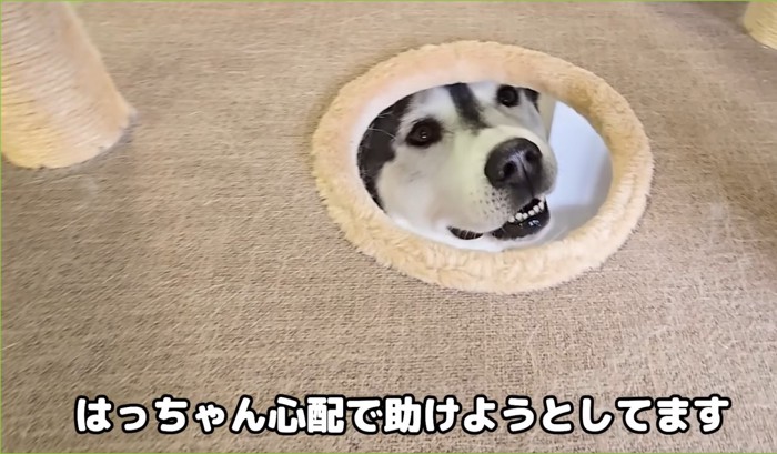 穴から覗く犬