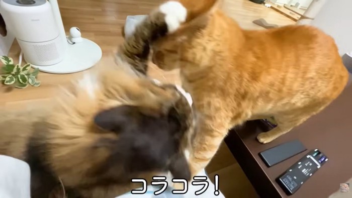 テロップ「コラコラ！」