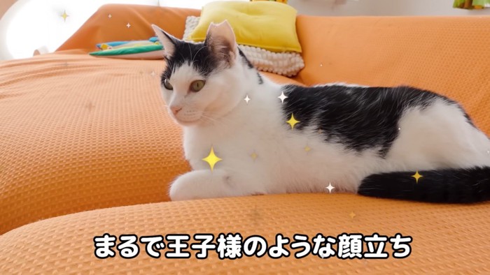 ソファでくつろぐ猫