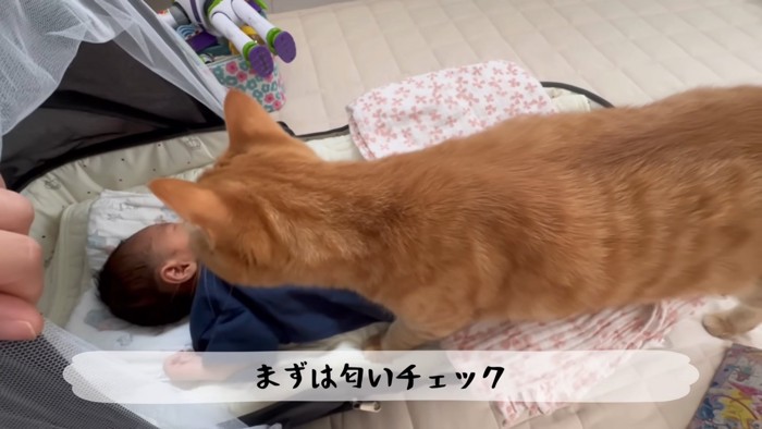 赤ちゃんを見る猫