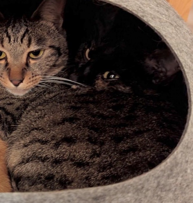 振り返る黒猫