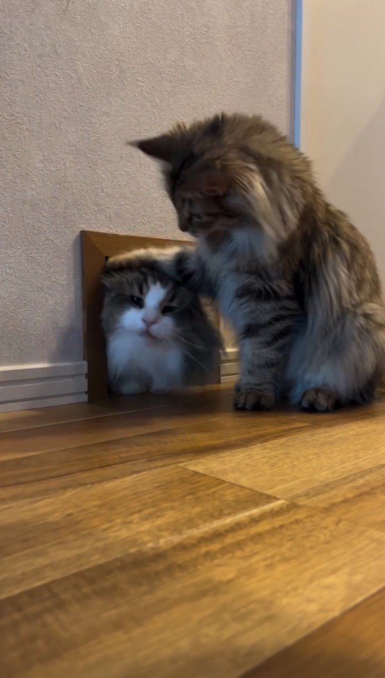 キジトラ柄の猫に前足を乗せられて通路から出てくるキジ白柄の猫