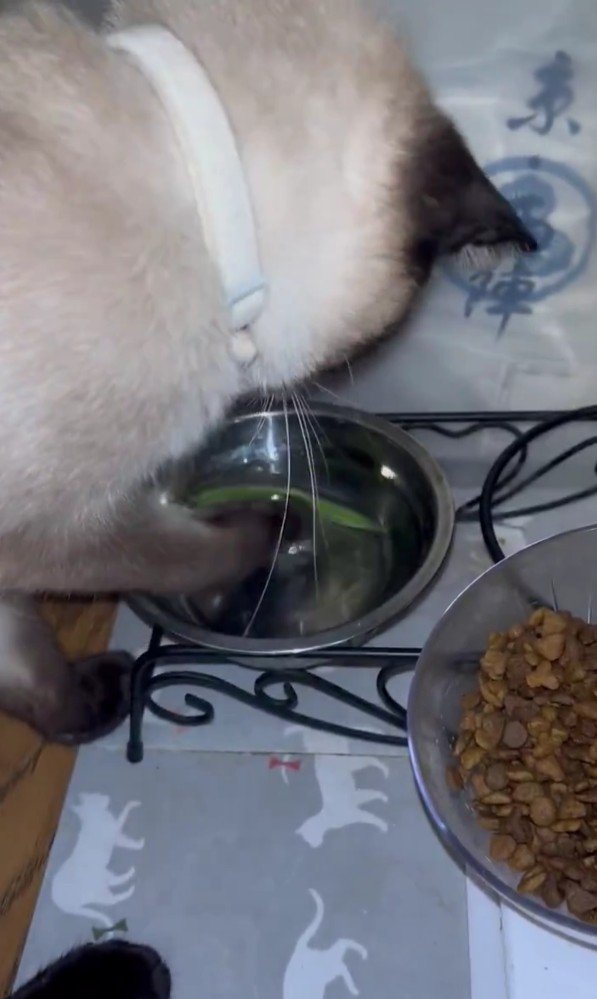 インゲンを洗うおこげちゃん