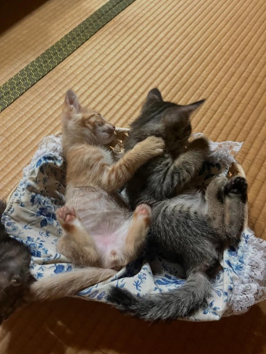 仰向けの子猫