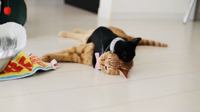 黒猫とじゃれ合う茶トラ猫