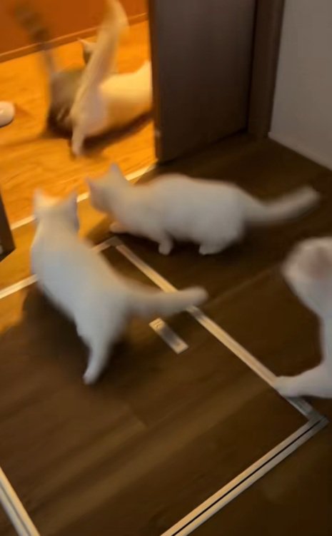 ドアの外へ出ていく6匹の猫