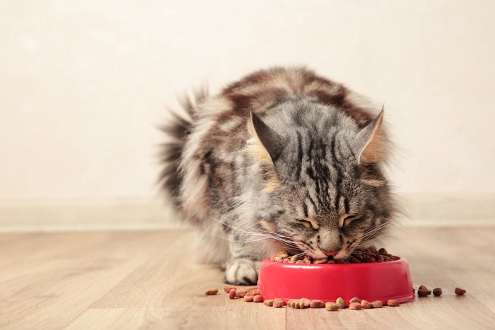 食べこぼす猫