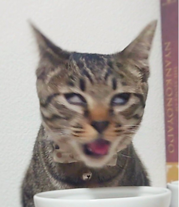 口を開けた白目の猫