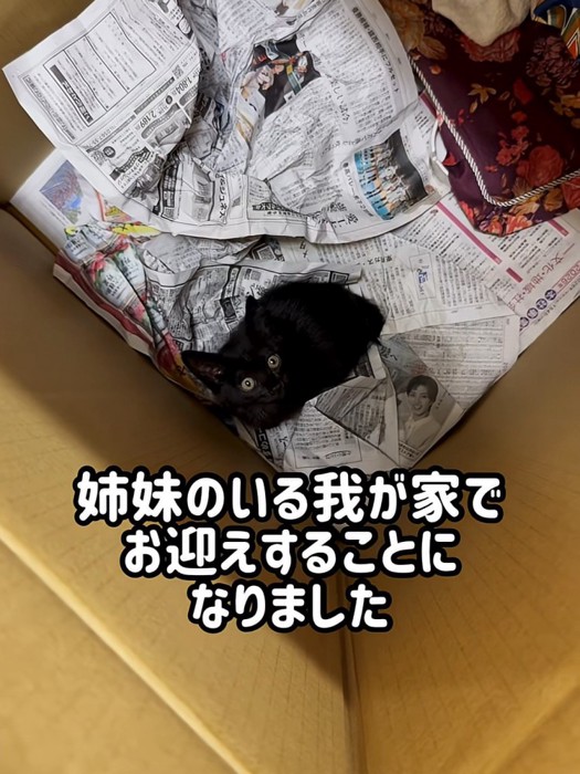 箱の中にいる黒猫の子猫