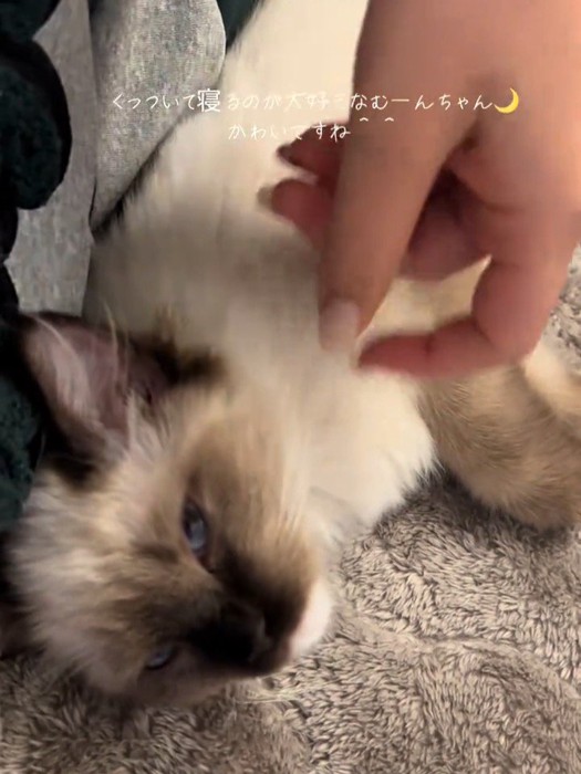 なでられる子猫