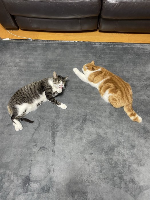 「ハ」の形で寝る猫