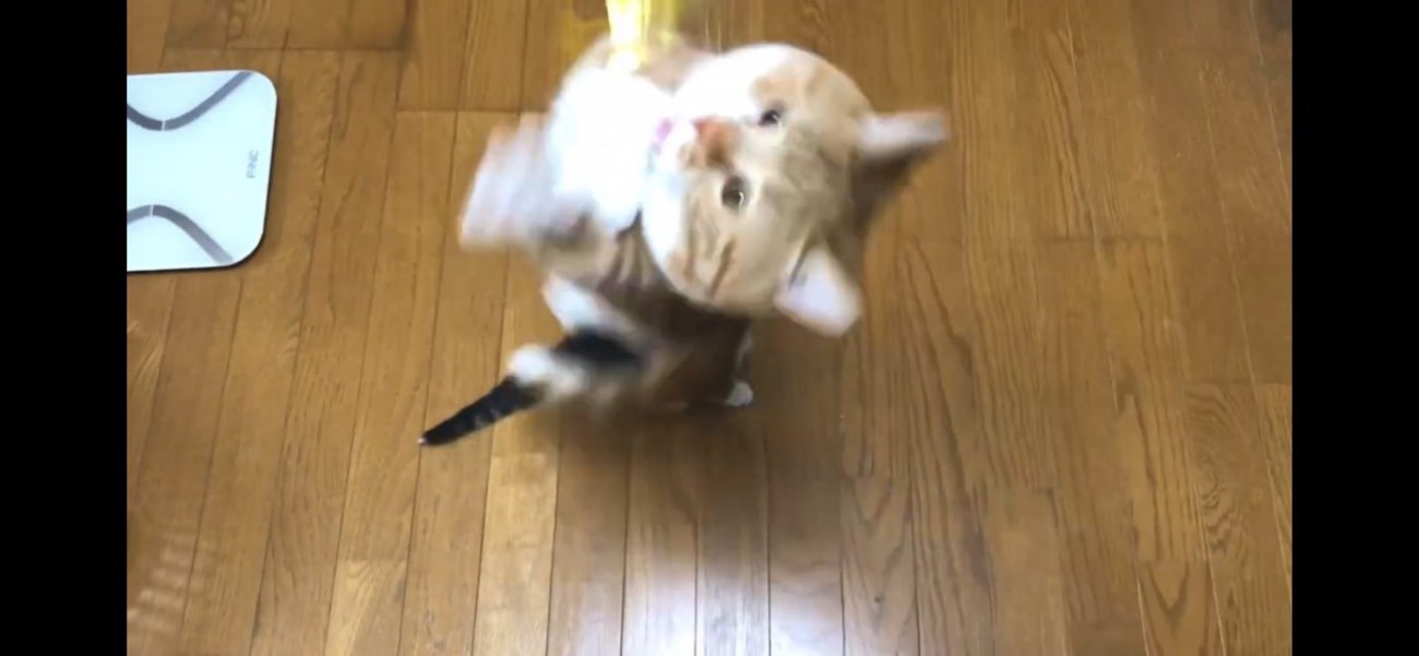 猫じゃらしに飛びつく猫ちゃん達