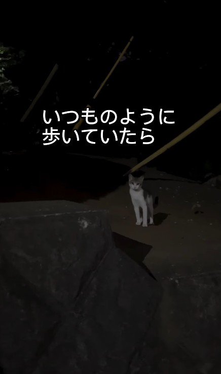 暗闇に佇む1匹の猫