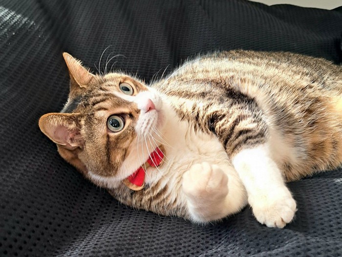 横になり右手を少し持ち上げる猫