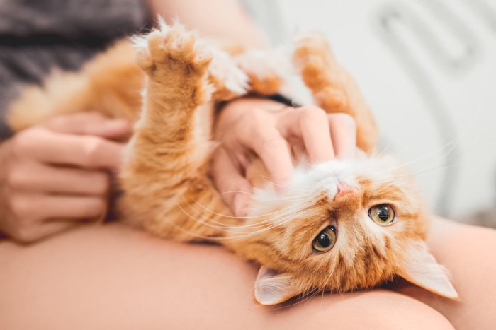 飼い主の膝の上でへそ天の猫