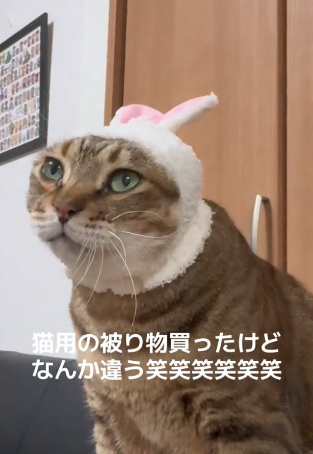 遠くを見つめるししゃもくん