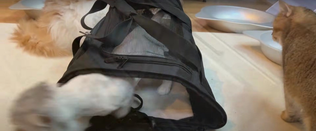 キャリーバッグから出ていく猫