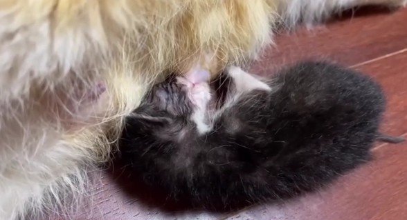 母乳を飲む子猫