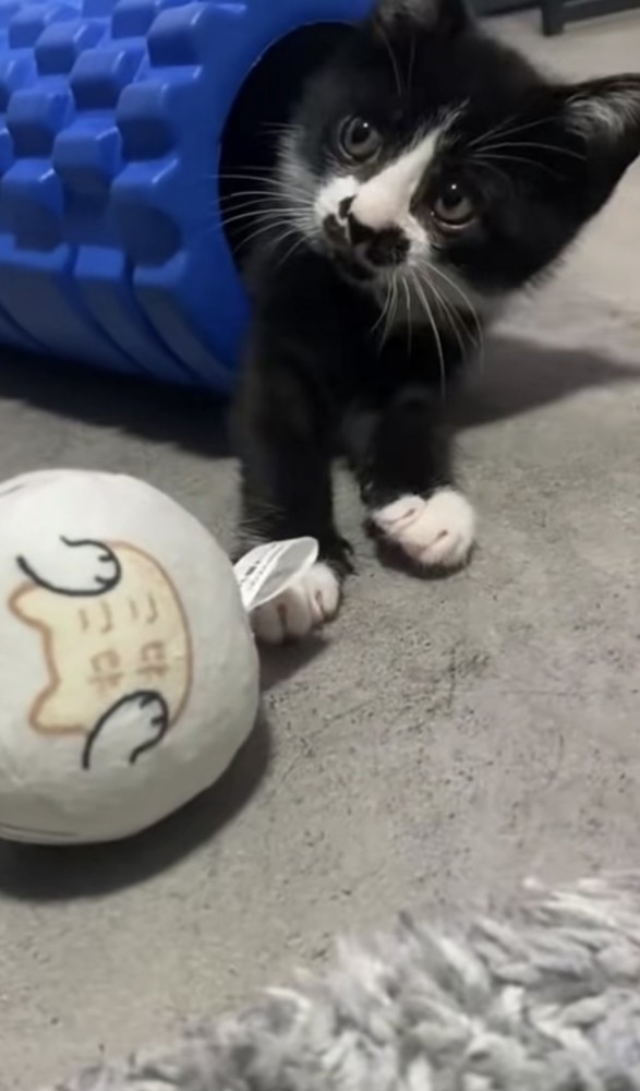 ローラーの中の猫の写真