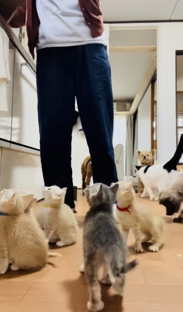 投稿主さんのごはんの準備が待ちきれず騒ぐ子猫たち