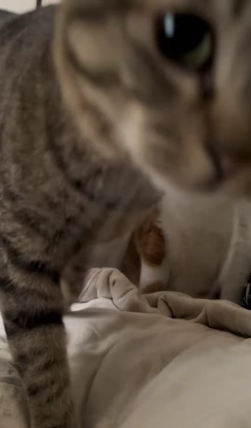 布団の上にいるキジトラアップ