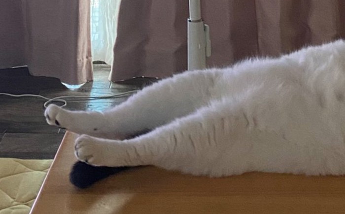 猫の足