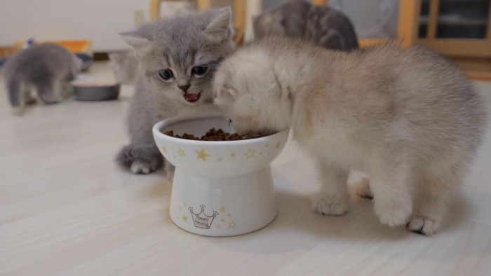 ドライフードを食べている子猫の写真