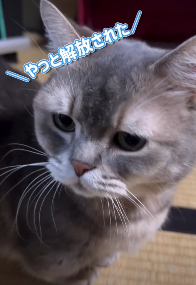 爪切りを終えたココスくん