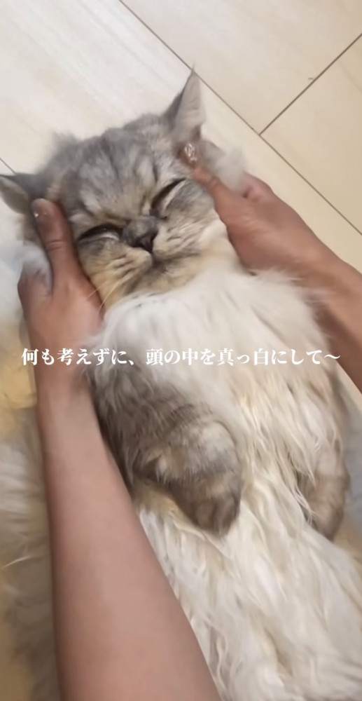 頭の中が真っ白になるコテツ