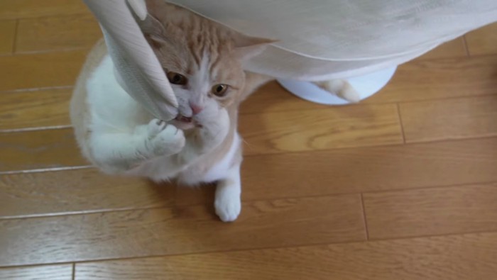 カーテンを噛むスコティッシュフォールド