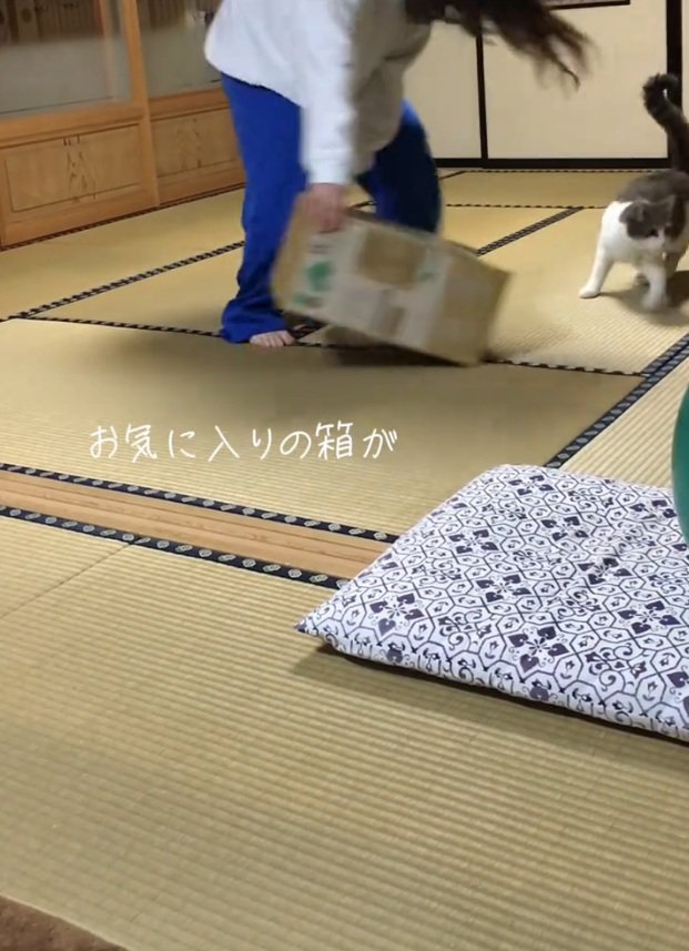 そっぽを向く猫