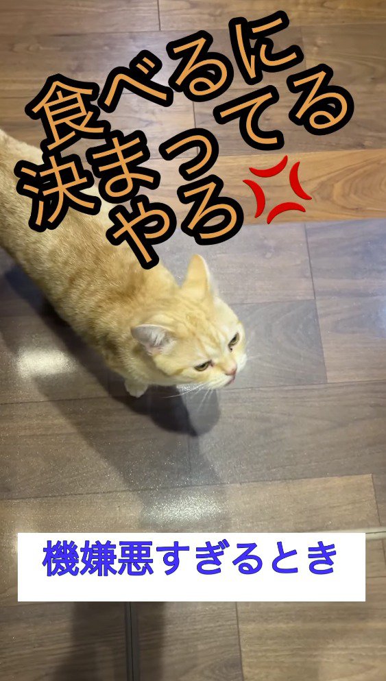 飼い主から視線を外す猫