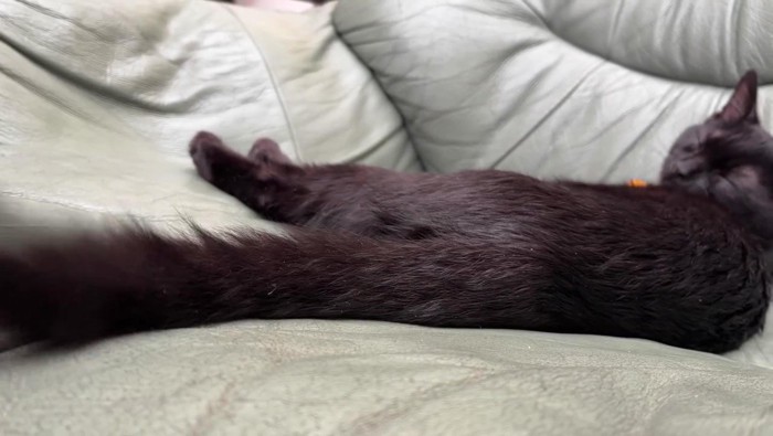 体を伸ばして寝る猫