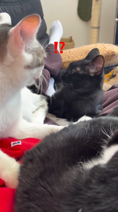 キジ白猫の体から顔を離す黒猫