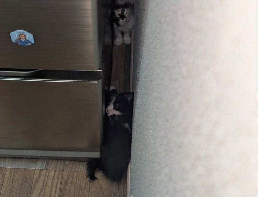 入りきっていない猫
