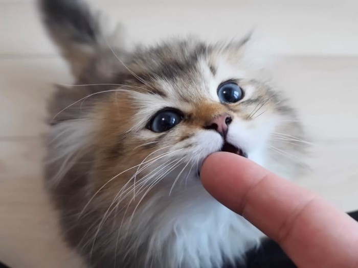 甘嚙みする子猫