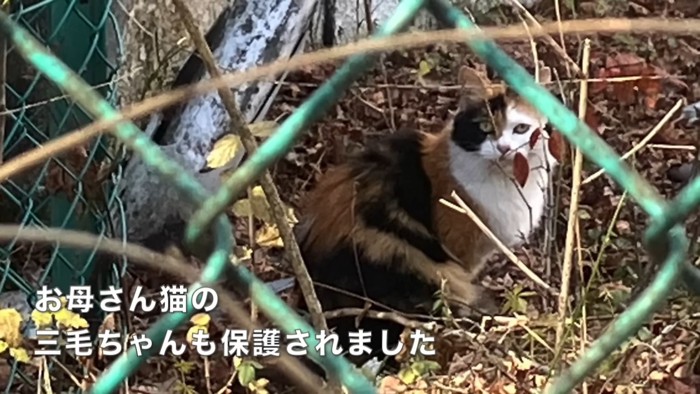 テロップ「お母さん猫の～」