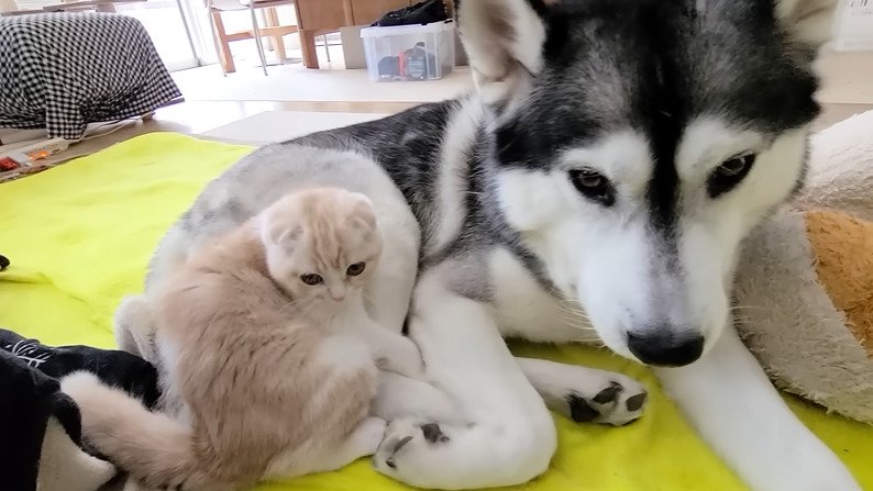 寄り添う犬と子猫