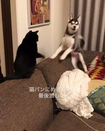 猫パンチにひるむハスキー犬