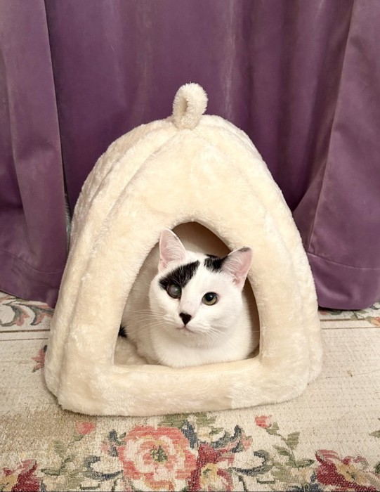 猫ベッドに収まっている猫