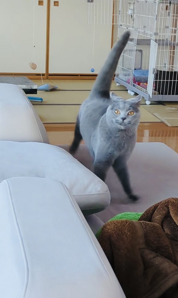 ソファでステップを踏むブリティッシュショートヘア